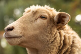 Fototapeta Kuchnia - Close-up of a gentle sheep on a sunny farm