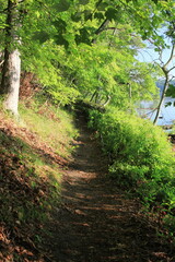 path in the woods