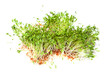 Cress sprouts