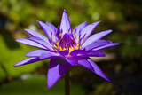 Fototapeta Na sufit - Deep purple water lily