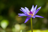 Fototapeta Na sufit - purple water lily