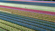 Aerial drone view of bulb fields of tulips and hyacinths in springtime, beautiful spring flowers fields background from above, Lisse, Zuid Holland, Netherlands
