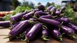 eggplants on the market