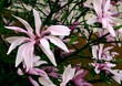 pink flowers of magnolia tree at spring