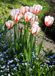 colorful pretty tulips in the garden at spring