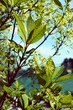chionanthus Virginicus tree blossoming at spring in park