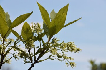 Poster - chionanthus Virginicus tree blossoming at spring