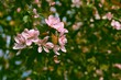 pink flowers of Malus Purpurea tree at spring