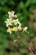 Epimedium Grandiflorum plant with colorful leaves and yellow flowers close up