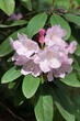 pretty pink or white flowers of rhododendron bush close up
