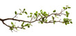 © Rawpixel.com - PNG A tree branches plant leaf white background