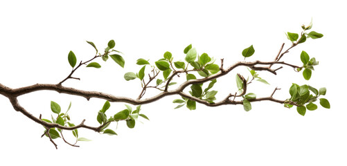 png a tree branches plant leaf white background