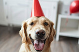 Fototapeta  - dog celebrating with red pary hat and blow-out
