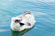 White duck is sleeping during floating on lake background