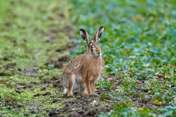 Wall Mural - Hare standing in countryside grass