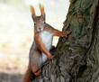 Aufmerksam schauendes Eichhörnchen am Baumstamm