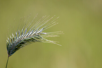 A sea barley with green colours. Green natural background. Fresh plant. Hordeum marinum.