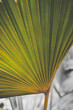 Green palm leaves tropical texture