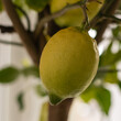 Zitronenbaum mit Zitronen