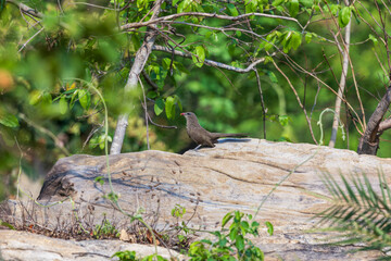 Wall Mural - Sirkeer malkoha or Sirkeer cuckoo (Taccocua leschenaultii) at Ajodhya Hills, Purulia, India.