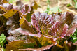 Nature green background of red leaf lettuce. Lush foliage in spring or summer garden. Natural red leaves plants using as spring background, greenery, environment ecology.