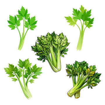 Nature organic vegetable Celery, healthy vector colorful food vegetable spice ingredient