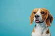 adorable beagle dog portrait with blue background and copy space canine photography