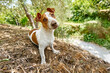 Funny playful Jack Russell Terrier dog with snout dirt after digging a hole in the ground playing in the garden.