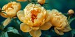 close up of  vintage yellow oak gold peonies flower in garden background 