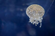 the jellyfish in the water at japan