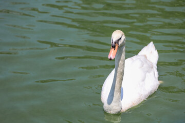 Wall Mural - Close up White swan is cute in river