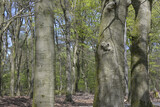 Fototapeta Dmuchawce - nationalpark de hoge veluwe