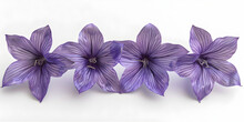 Platy Codon Grandifloras Purple Bell Flowers On White Transparent Background , Platy Codon Grandifloras Flowers  Wallpaper 