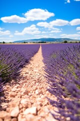 Wall Mural - Lavender field in Provence, France