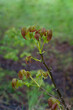 Young green-brown leaves of walnut after rain.