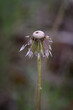Wet remains of seeds on a dandelion.