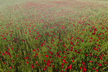 Wall Mural - poppies, flowers, blooming, plants, field, outdoors, sunny, flor