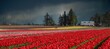 Spring storm clouds above rows of colorful tulips in farm field creating a colorful panoramic agricultural scene