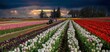 Gervais, Oregon - 4-17-2024: Spring storm clouds above rows of colorful tulips in farm field creating a colorful panoramic agricultural scene