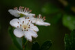 Close-up of white hawthorn flowers after rain.