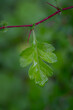 Wet green hawthorn leaf after rain.