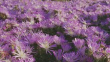 Ice Plants Pink Flowers. Camera Moving Along Flower Carpet Closeup. Using Plants Which Do Not Require A Lot Of Water.