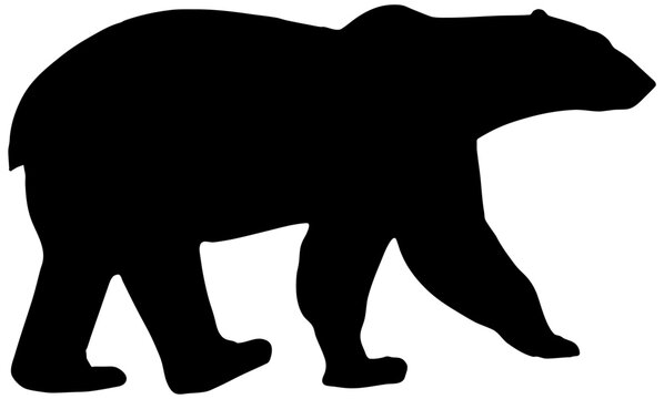 Silhouette of Polar Bear walking, isolated 