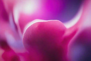 Canvas Print - pink tulip close up