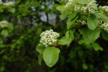 Sticker - White blooms on rusty blackhaw viburnum during spring season in Texas landscape.