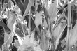 Corn field with stalk of corn closeup, fall season growth on farm.