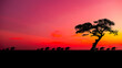 Amazing sunset and sunrise.Panorama silhouette tree in africa with sunset.Tree silhouetted against a setting sun.Dark tree on open field dramatic sunrise.Safari theme. Elephant