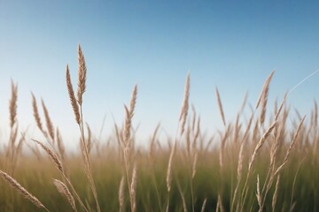 grass against sky