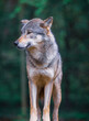 Vertical portrait of a Gray wolf also known as timber wolf, in the forest