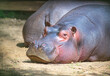 Large hippo laying and resting in a zoo